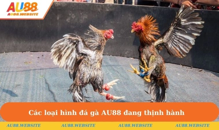 Đá Gà AU88 3 Các hình thức đấu chiến kê thịnh hành hiện nay