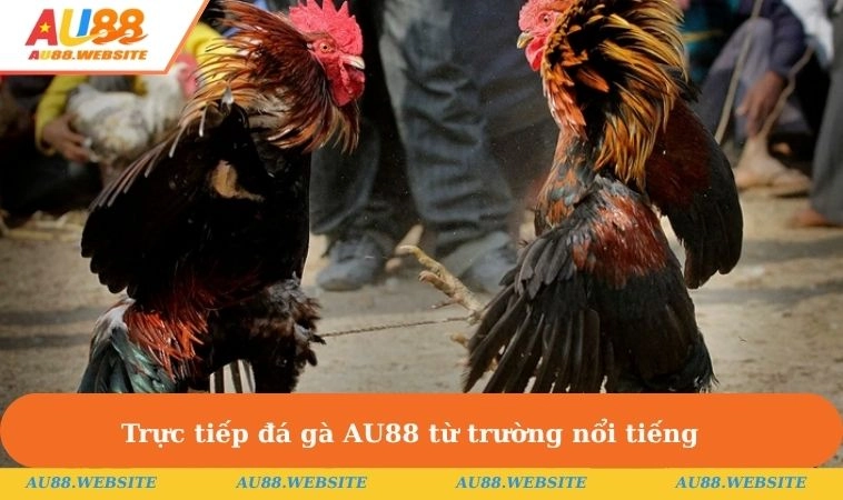 Đá Gà AU88 1 Trực tiếp đá gà AU88 từ trường nổi tiếng